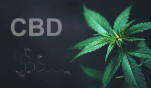 Cât durează uleiul CBD în organism?