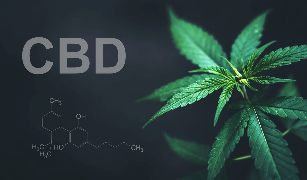 Cât durează uleiul CBD în organism?