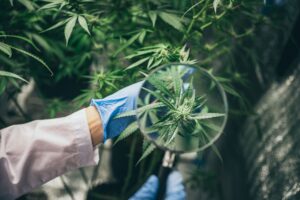 Efectele florilor CBD asupra corpului uman