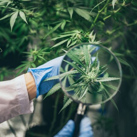 Efectele florilor CBD asupra corpului uman