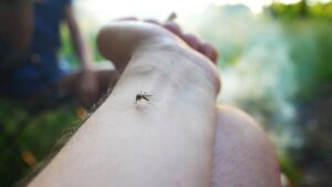 Canabidiol și mușcături de insecte