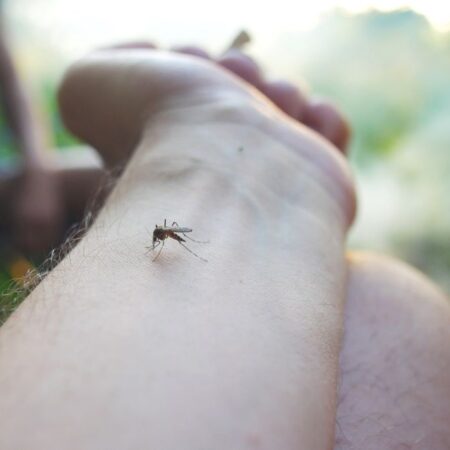 Canabidiol și mușcături de insecte